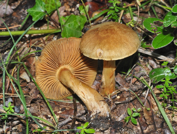 Cortinarius sp.